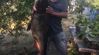 Meriç Nehri’nde nadir görülen 20 kilo ağırlığında som balığı yakaladı