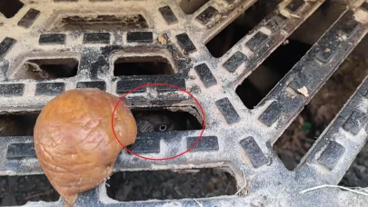 Rögarda mahsur kalan karga itfaiye ekiplerince kurtarıldı