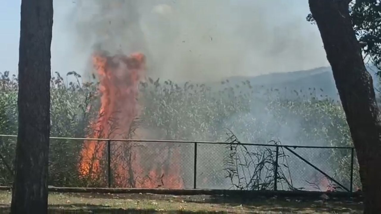 Sapanca Gölü kıyısındaki sazlıkta çıkan yangın söndürüldü