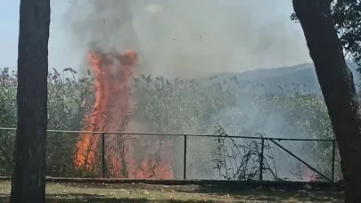 Sapanca Gölü kıyısındaki sazlıkta çıkan yangın söndürüldü