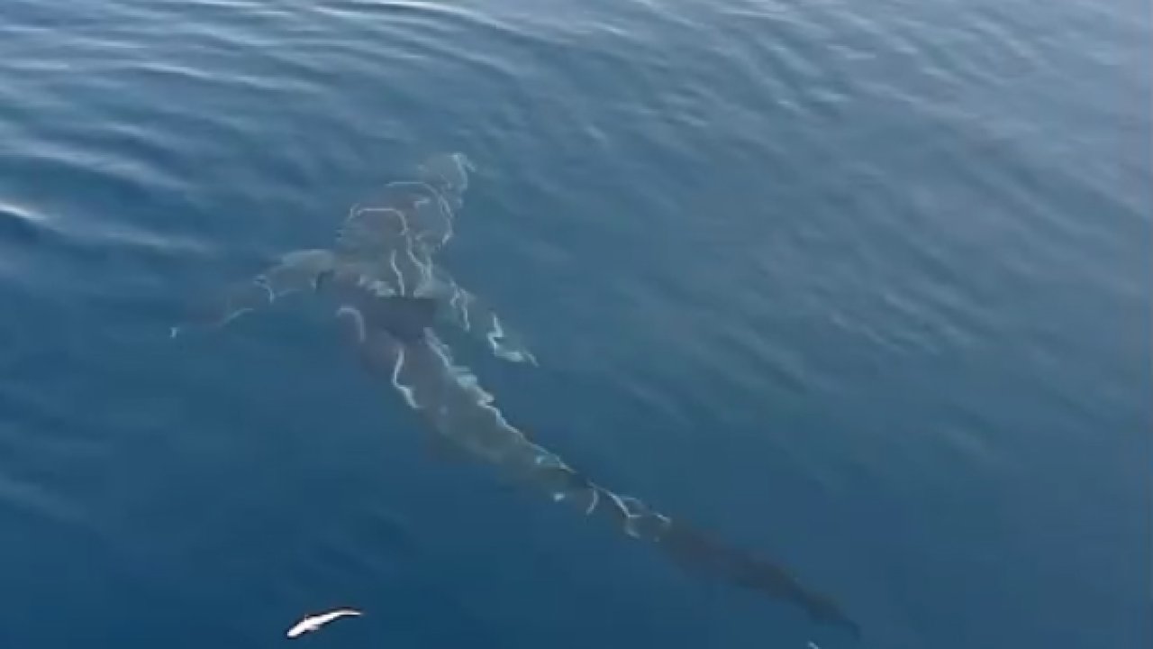 Saros’a açılan balıkçılar köpekbalığı görüntüledi