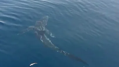 Saros’a açılan balıkçılar köpekbalığı görüntüledi