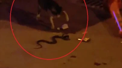 Sokakta gördüğü yılanı patisiyle vurup uzaklaştırmaya çalıştı
