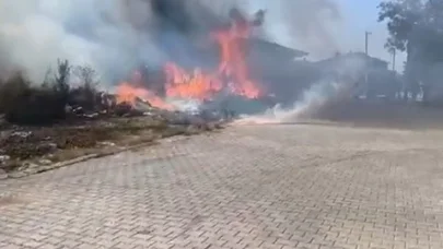 Yalova'da zeytinlik yangını