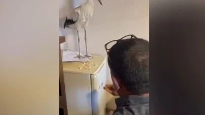 Yaralı leyleği sığındığı iş yerinde elleriyle besledi