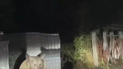 Anne ayı ile 3 yavrusu karınlarını doyururken görüntülendi