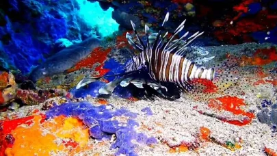 Ayvalık'ta aslan balığı görüntülendi