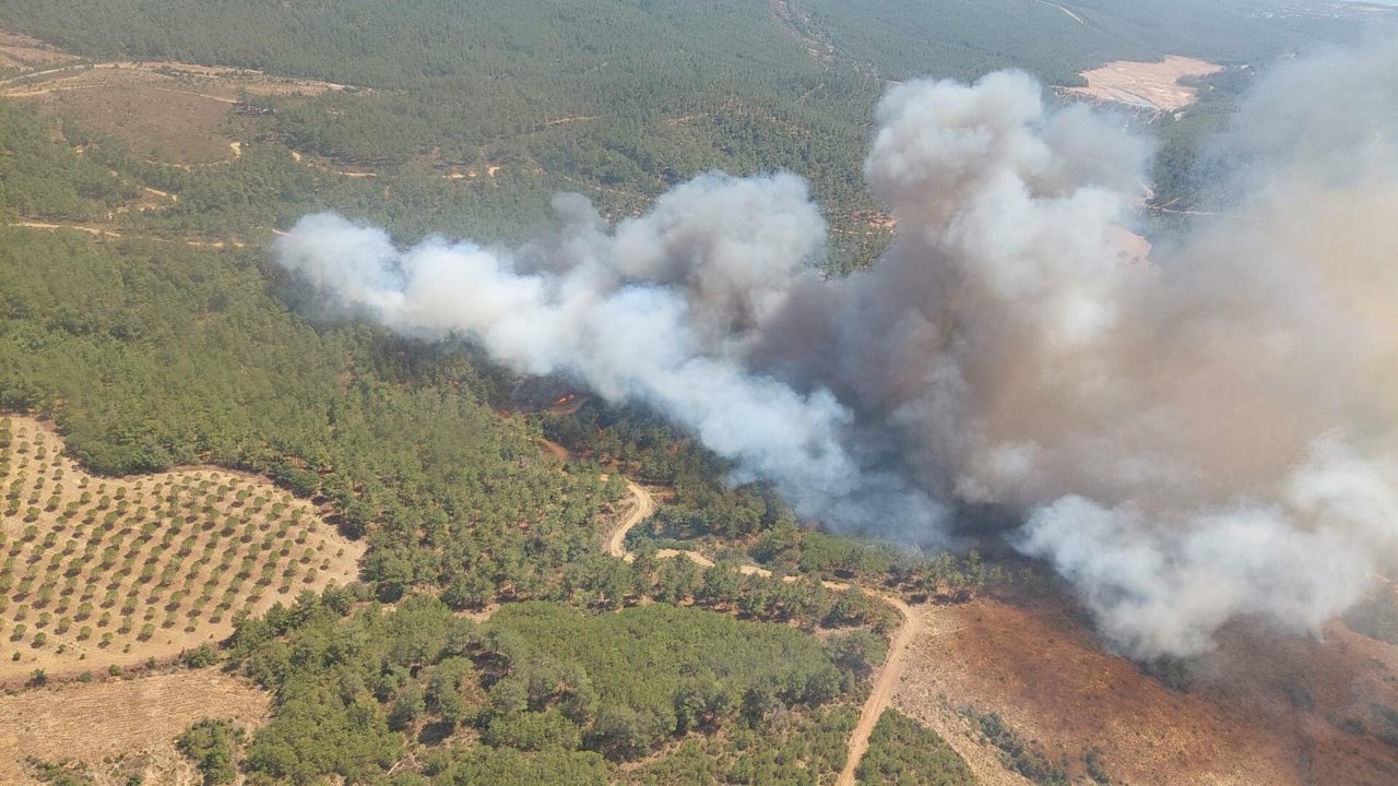 Çanakkale orman yangını