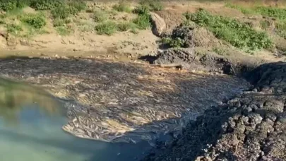 Çanakkale'de kısmen kuruyan çayda toplu balık ölümleri sürüyor