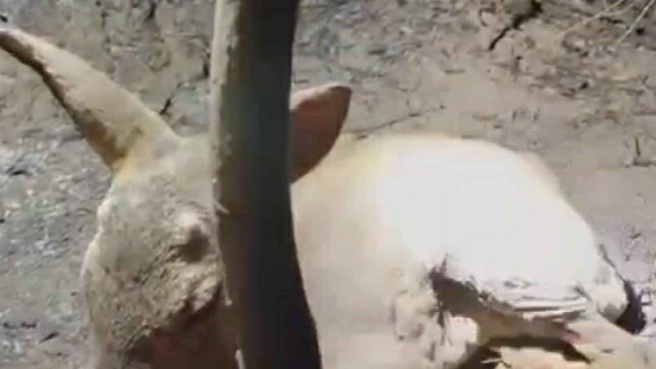 Çanakkale’deki yangında ekipler, yaralı bulunan yavru ceylana su içirdi