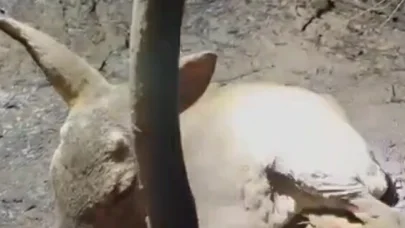 Çanakkale’deki yangında ekipler, yaralı bulunan yavru ceylana su içirdi