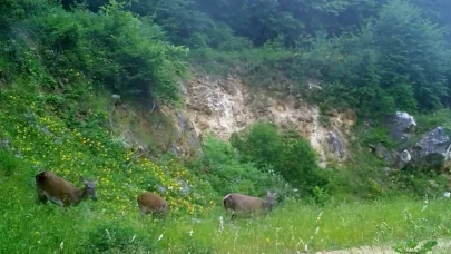 Dişi kızılgeyikler fotokapanla görüntülendi