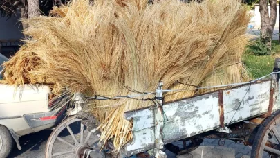 Edirne Ticaret Borsası’nda, yılın ilk mahsul süpürge telleri satışa çıktı