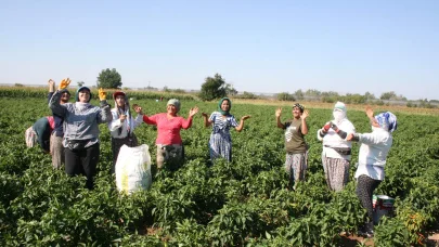 Edirne'de oyun havaları eşliğinde 'acı biber' hasadı