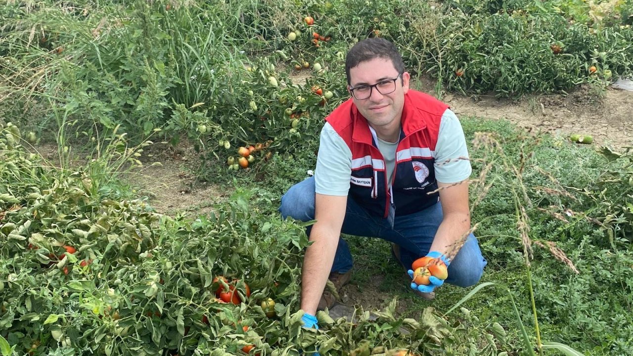 Edirne’de üretilen domateslerde hasat öncesi pestisit denetimi