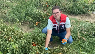 Edirne’de üretilen domateslerde hasat öncesi pestisit denetimi