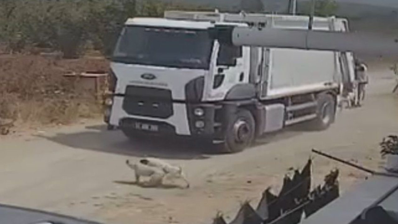 Ezerek öldürdükleri köpekleri çöp kamyonuna atıp götürdüler; o anlar kamerada