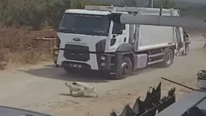 Ezerek öldürdükleri köpekleri çöp kamyonuna atıp götürdüler; o anlar kamerada
