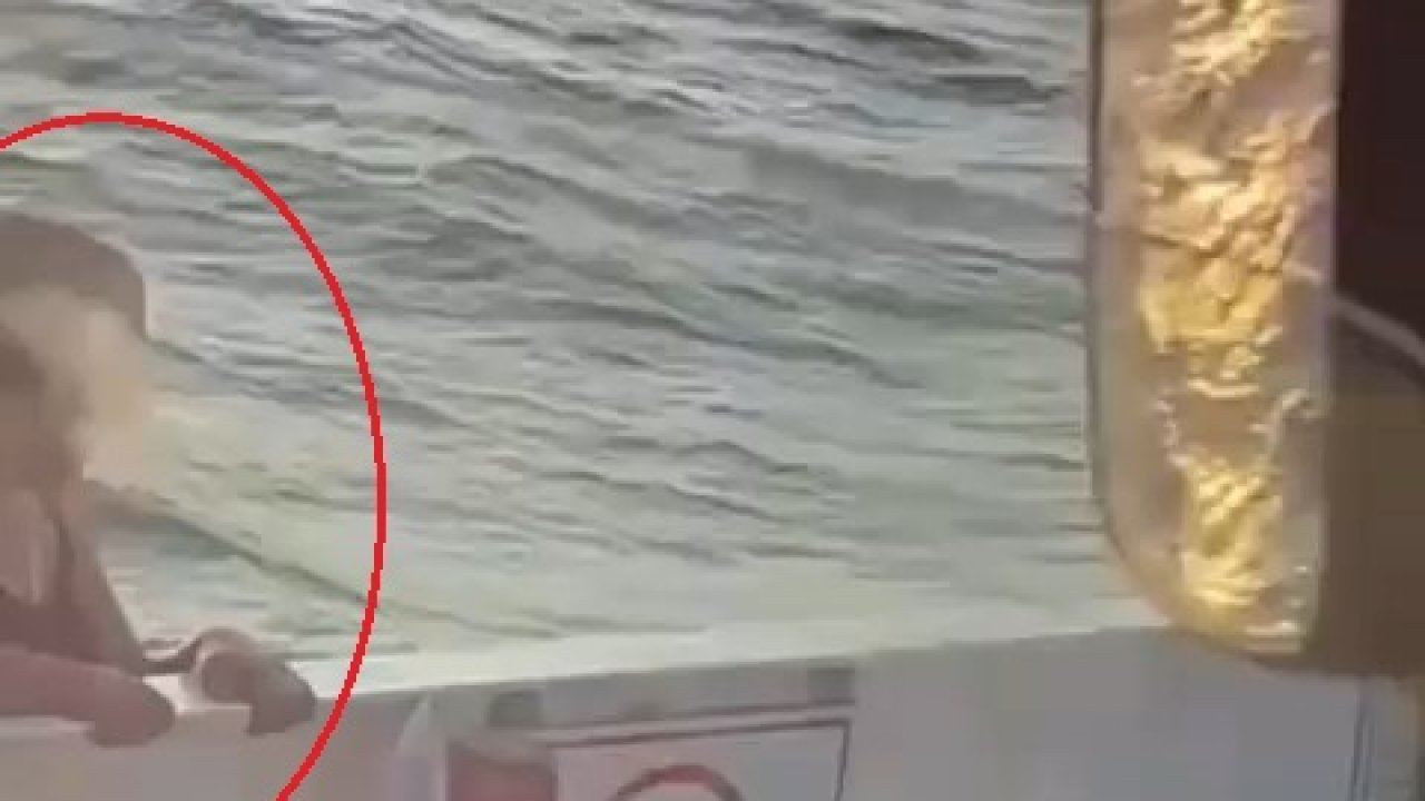 Kadın yolcunun feribottan atladığı anlar kamerada
