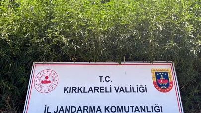 Kırklareli'de 754 bin kök Hint keneviri ele geçirildi