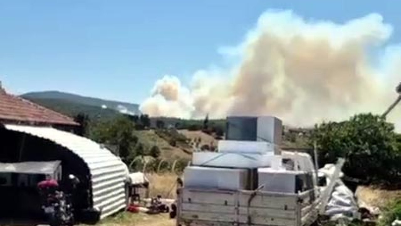 Kocaeli'de orman yangını