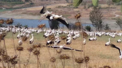 Leylekler sonbahar göçü öncesi Tekirdağ'da toplandı