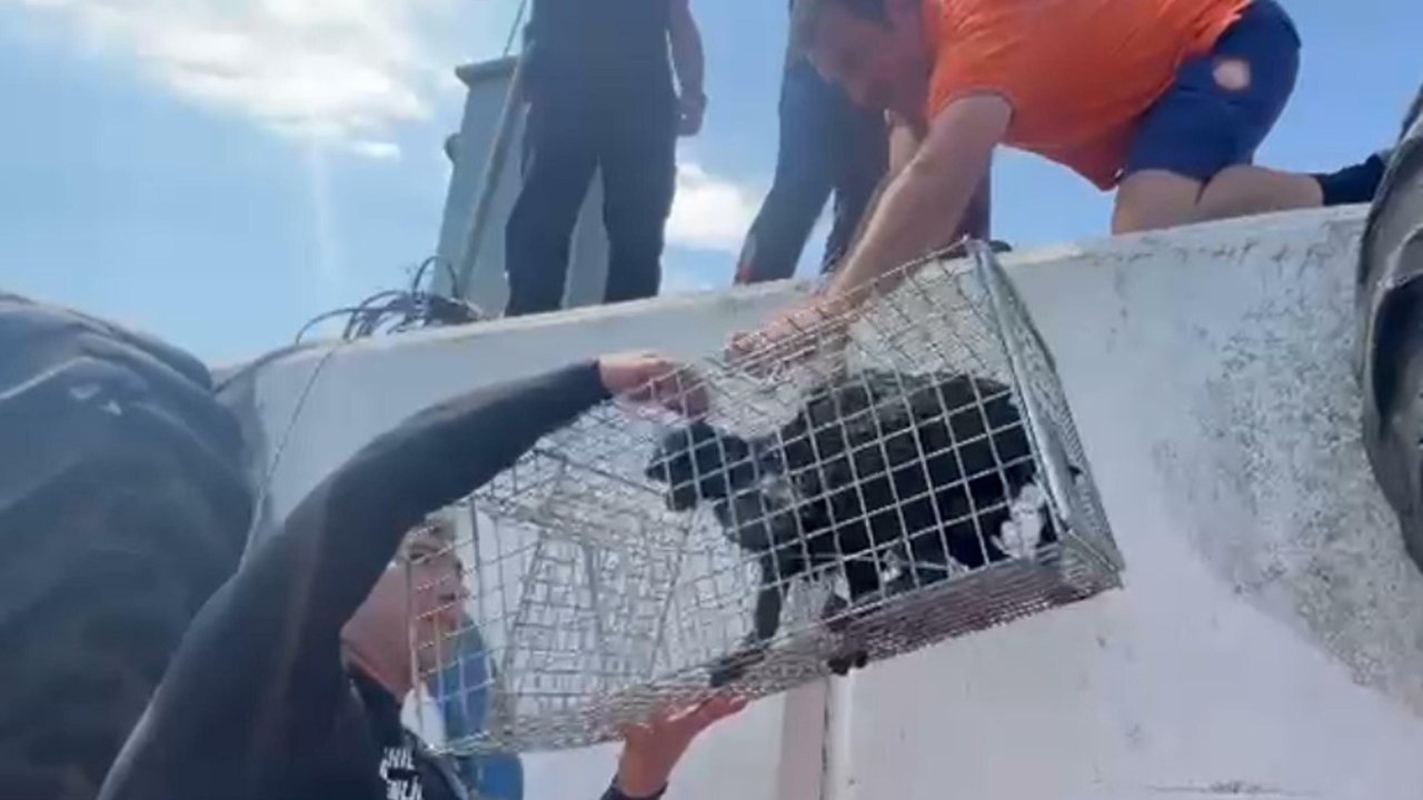 Mendirek ayağında mahsur kalan kedi kurtarıldı