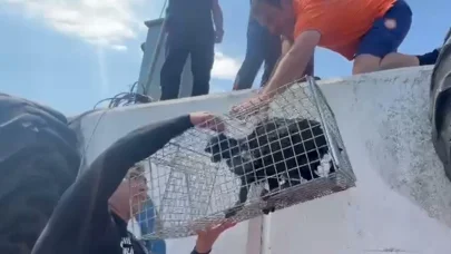 Mendirek ayağında mahsur kalan kedi kurtarıldı