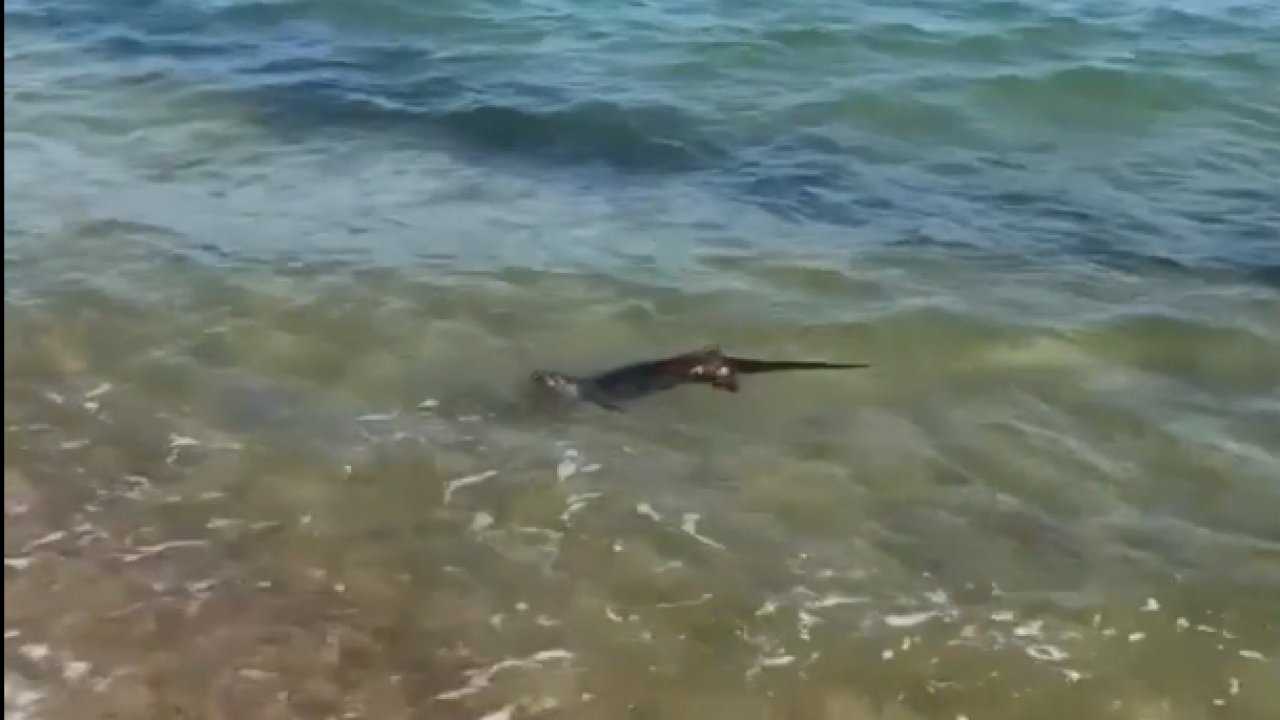 Saros’ta su samuru görüntülendi