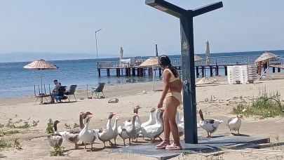 ‘Şartlı tahliye’ edilen kazlar sahile inip, tatilcilerle duş alıyor