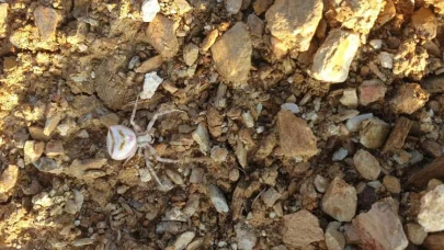 Yalova’da görülen ‘insan yüzlü örümcek’ şaşırttı