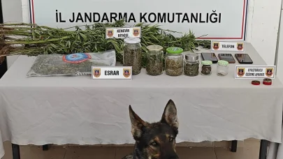 Yalova'da yasa dışı kenevir eken 3 şüpheli adli kontrol şartıyla serbest