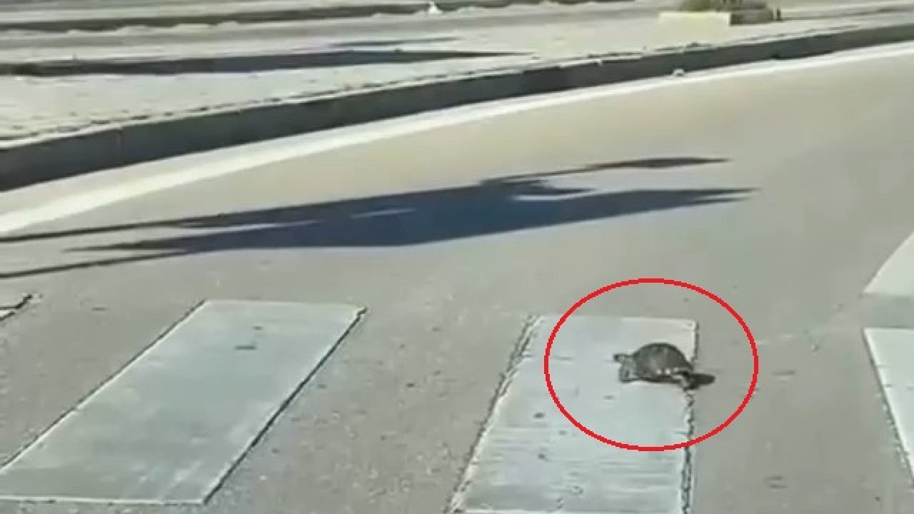 Yaya geçidinden geçen kaplumbağa, kamerada