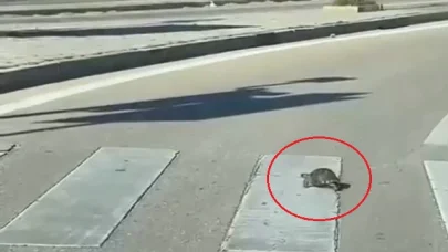 Yaya geçidinden geçen kaplumbağa, kamerada
