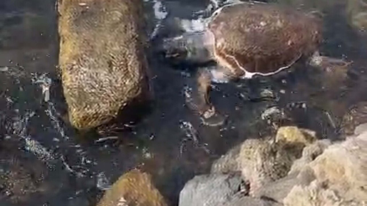 Çanakkale’de deniz kaplumbağası ölüsü sahile vurdu