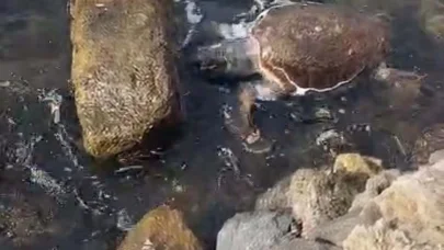 Çanakkale’de deniz kaplumbağası ölüsü sahile vurdu