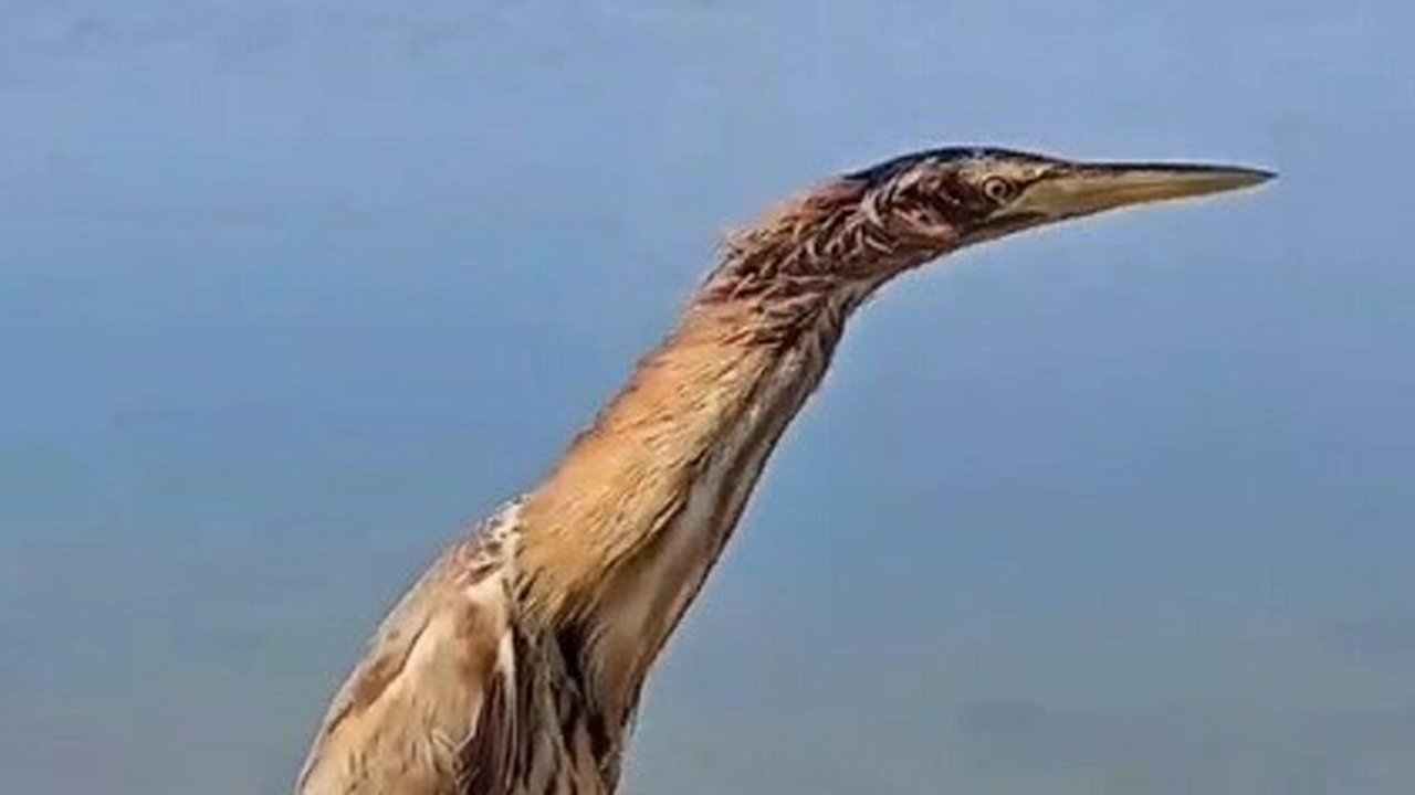 Çanakkale'de tedavisi tamamlanan kuşlar doğal ortamına salındı