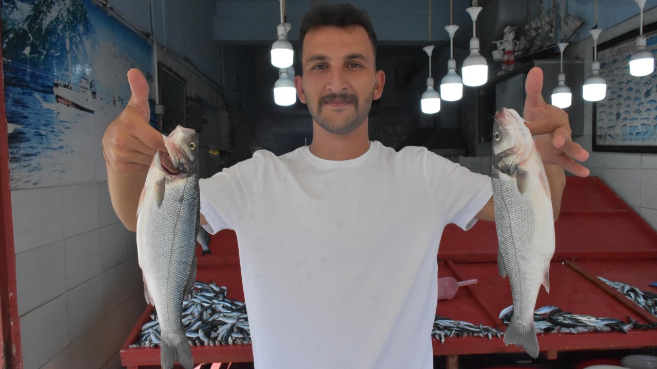 Denizdeki sardalya bolluğu fiyatlara yansıdı