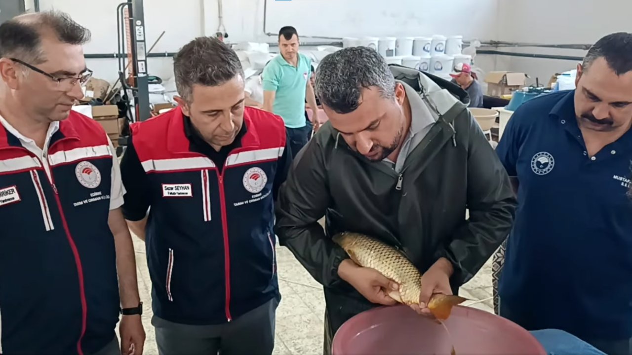 Edirne’de bu yıl 10.5 milyon sazan balığı yavrusu üretildi