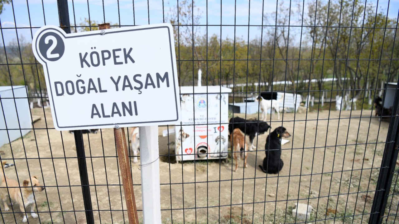 Edirne’de sokak hayvanları için oluşturulan ‘doğal yaşam alanı’nda çalışmalar sürüyor