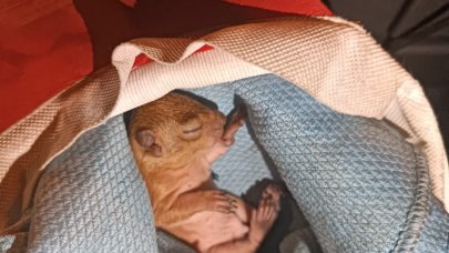 İtfaiye, yuvasından düşen yavru sincabı kurtardı