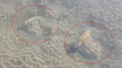 İznik Gölü’nde tarihi eser olduğu değerlendirilen sütun başlıkları bulundu