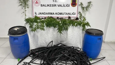 Jandarmadan kenevir operasyonu: 1 kişi tutuklandı