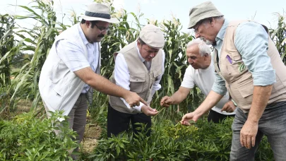 Kaybolmaya yüz tutmuş ata tohumları Osmangazi’de yetişiyor