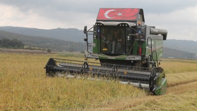 Manyas Ovası'nda çeltik hasadı başladı