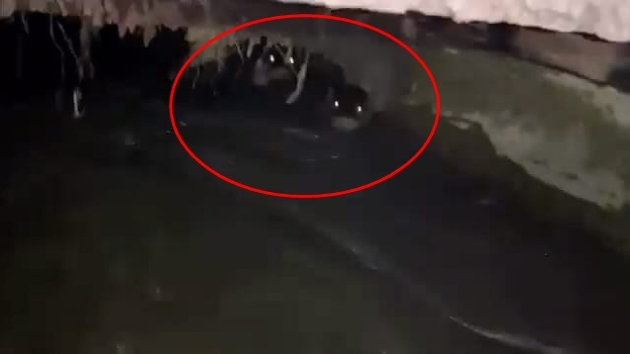 Su kanalındaki su samurları kamerada