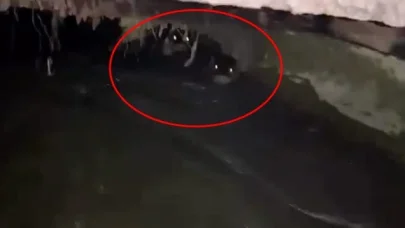 Su kanalındaki su samurları kamerada