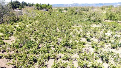 Tekirdağ'da kuraklık üzümde rekolte ve kalite kaybına neden oldu