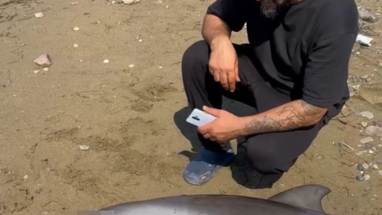 Yalova’da ölü yunus kıyıya vurdu