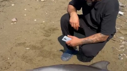 Yalova’da ölü yunus kıyıya vurdu